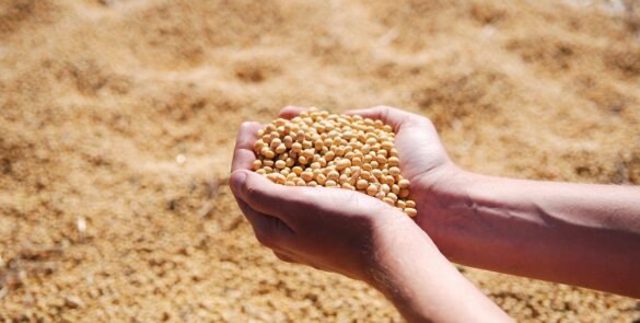 soybean, hand, agro, harvest, seeds, leguminous, soybean, soybean, soybean, soybean, soybean, agro